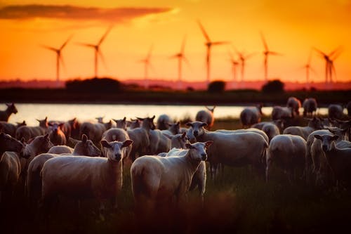 Sheep looking around at dusk with wind farm in the background