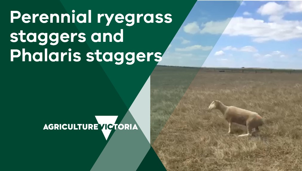 Perennial ryegrass staggers and phalaris staggers